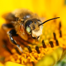 square_bee Native bee on Heliopsis helinathoides