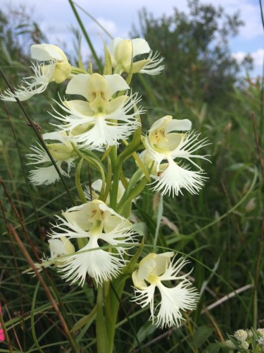 Western fringed prairie orchid