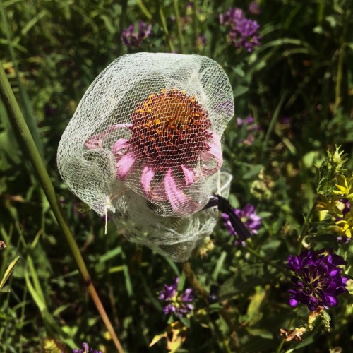 Pollinator Exclusion Bags On!