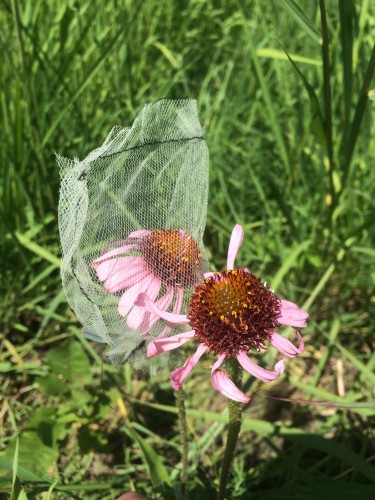 Bagged and painted Echinacea ready to be cross-pollinated. 