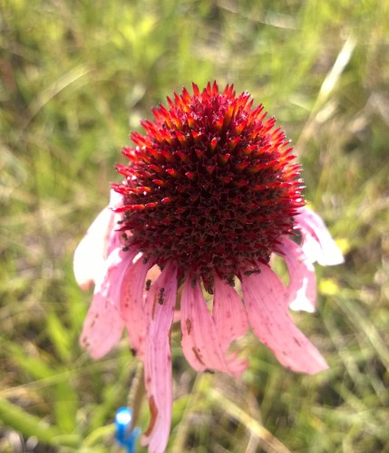A fully finished Echinacea leads the way for its flowering brethren.