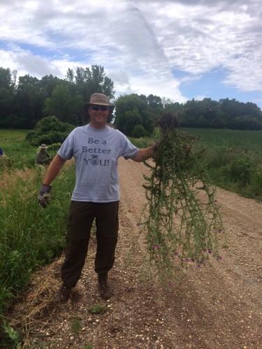 Matt's huge thistle!