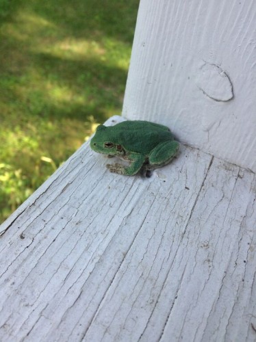 A tree frog waiting to say hello to everyone!