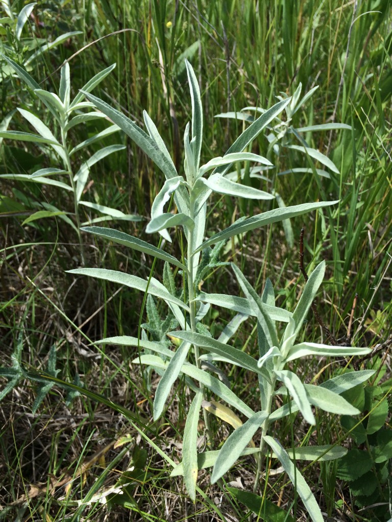 prairie-sage-the-echinacea-project