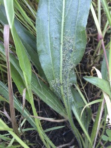 This collection plant had some of the most aphids we've seen yet in one place!
