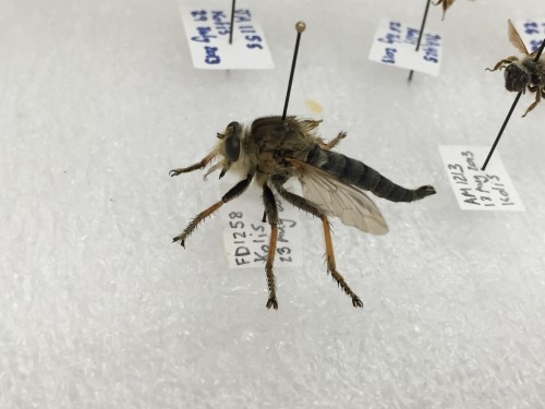 Jurassic Bee (or a "bee killer") 