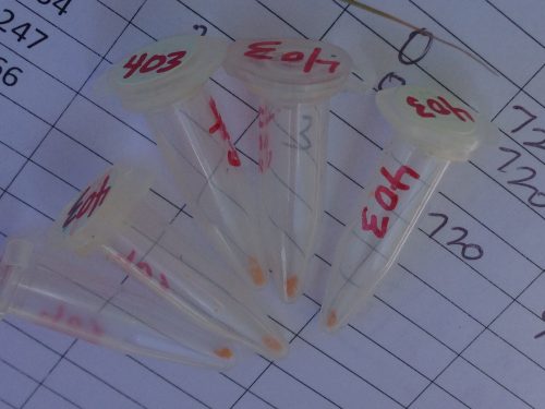 Pollen vials from Landfill sire 403 used in qGen3 crossing 2015