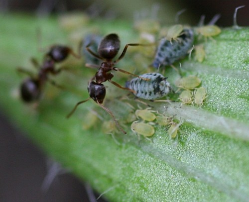 Ants tending Aphis echinaceae