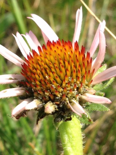 Specialist aphids, Aphis echinaceae, on a head of Echinacea angustifolia
