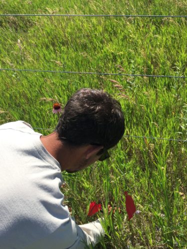 Alex narrowly escapes death, checking a tag for an an Echinacea under the electric fence at Around Landfill.