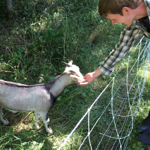 Scape Goat eats out of James's hand. 
