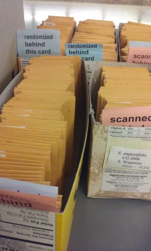 These yellow coin envelopes contain the products of cleaning: achenes sorted into top, middle, and bottom for each seed head.