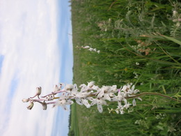 Delphinium.JPG