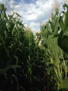 cornfield.jpg