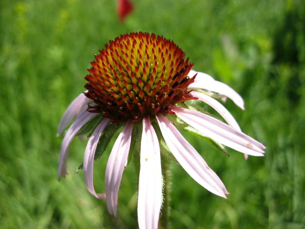 echinacea angustifolia