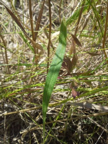 seedling_09_leaf.jpg