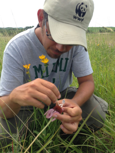 Dayvis collecting pollen