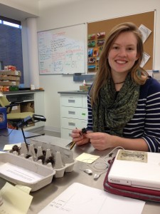 Shona assesses seedheads from her cross-compatibility experiment