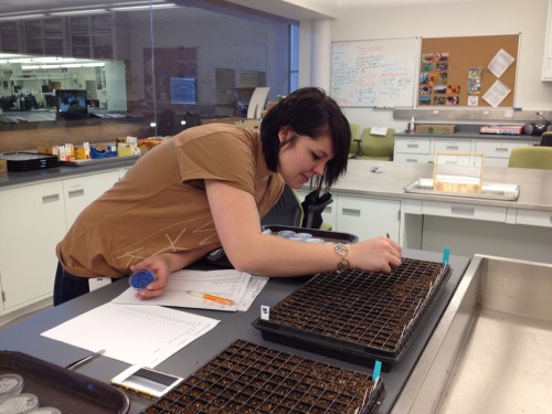 Jill transferring Echinacea seeds to plug trays