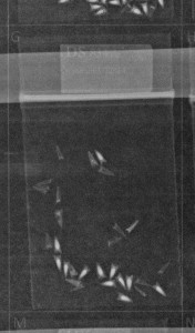 X-ray image of Echinacea achenes