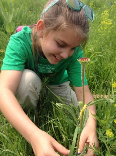 Hattie found a little bud hiding near the base that needed to be twist tied!
