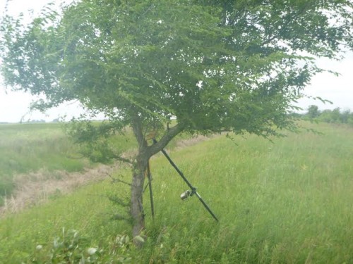 Sulu takes a time out by the tree