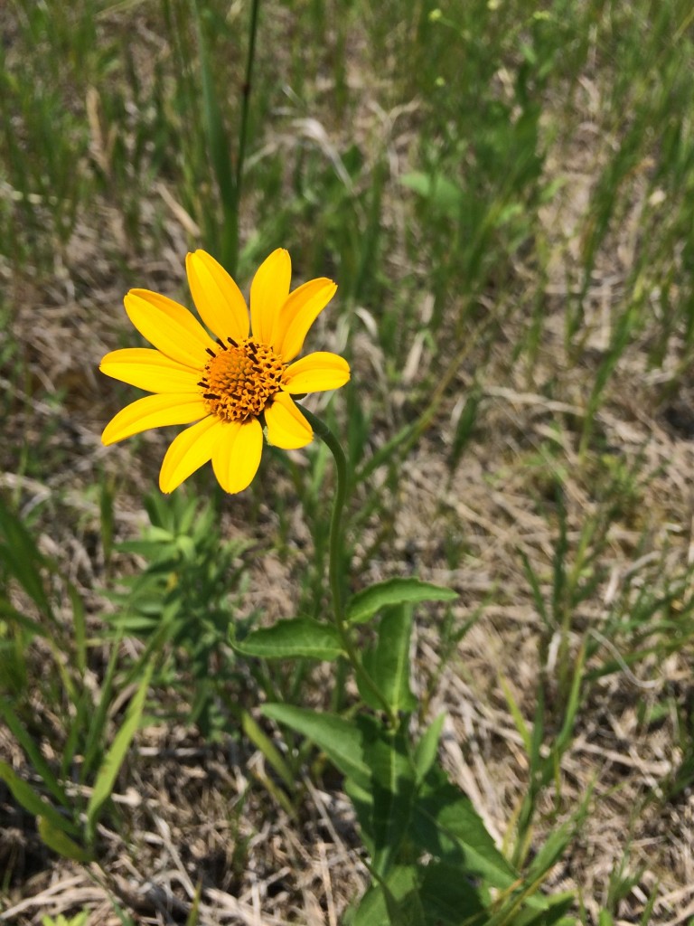 False Sunflower « The Echinacea Project