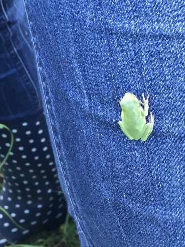 A froggy friend visits Taylor during measuring today. 