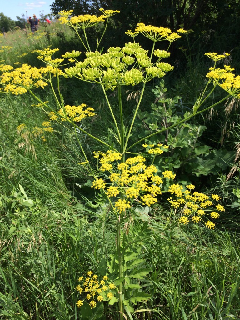 Wild Parsnip « The Echinacea Project