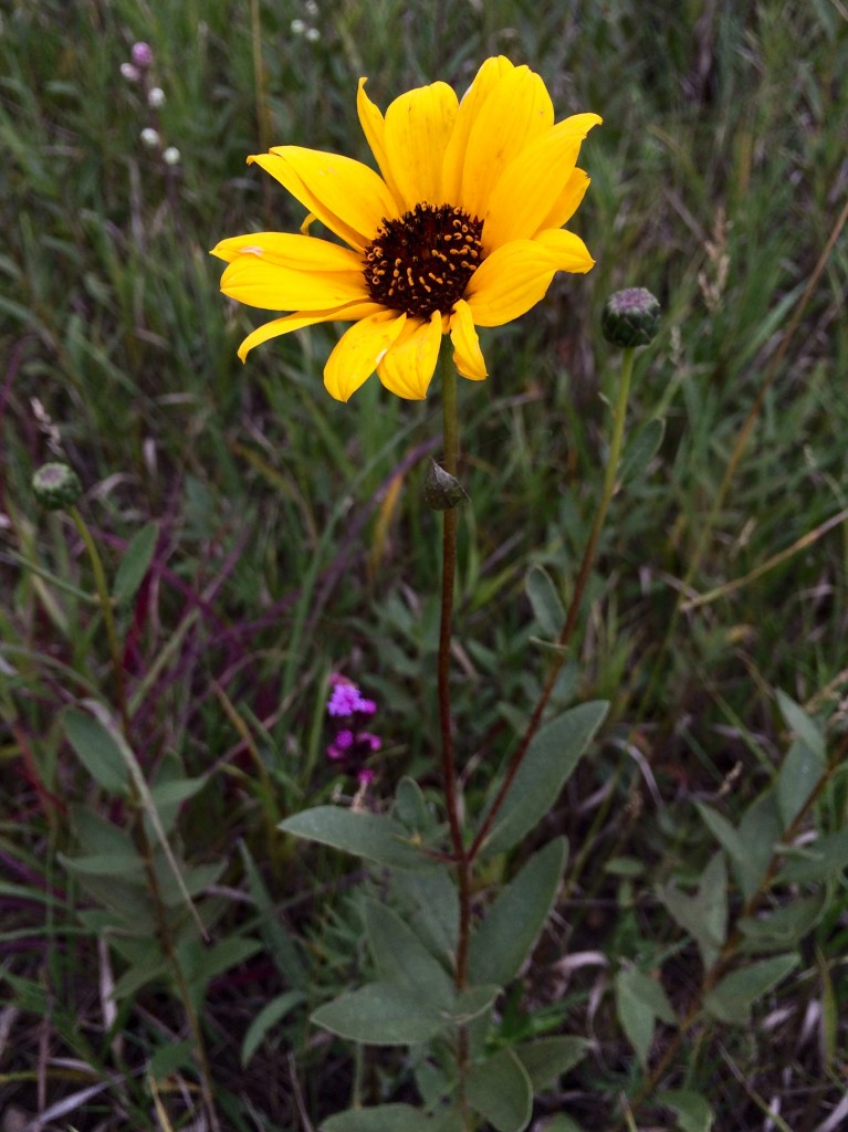 Wild Sunflower « The Echinacea Project