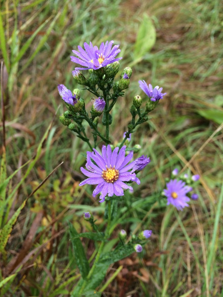 Smooth Blue Aster « The Echinacea Project