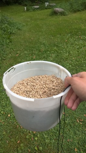 A gallon of Bouteloua