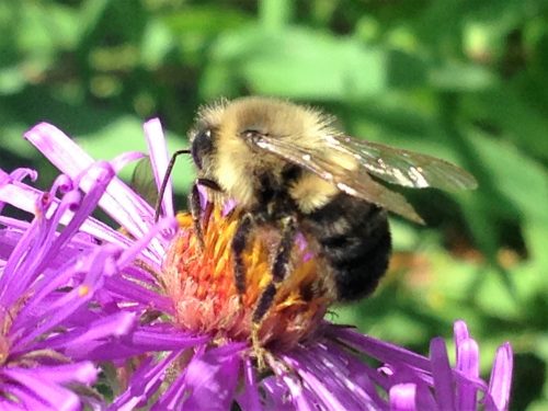 Bombus, photographed by Gretel Kiefer