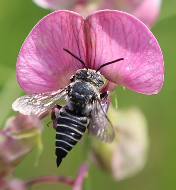 Coelioxys « The Echinacea Project