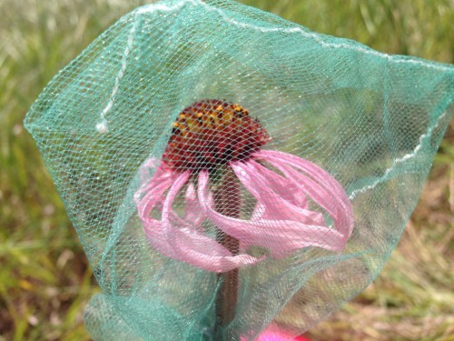 Echinacea head with pollinator exclusion bag