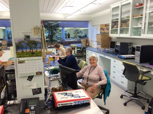 Lois "The Achene Queen" - our most decorated counter with more than half a million achenes counted to date!