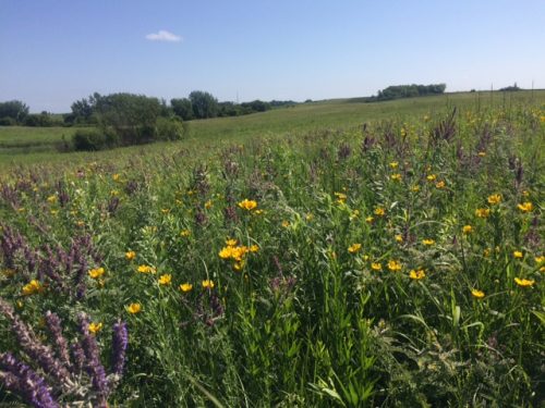 Staffanson was beautiful during pollinator observations!