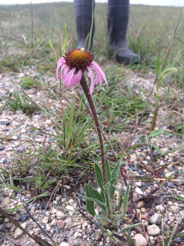 Flowering (second day!) Echinacea found near P2. Outrageous!
