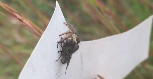 Spider on a flag in p1 munching on a fly.