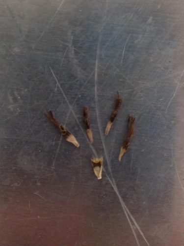 Four uninformative achenes compared to one normal, mid-size achene. Because of their immaturity, the florets are still firmly attached.
