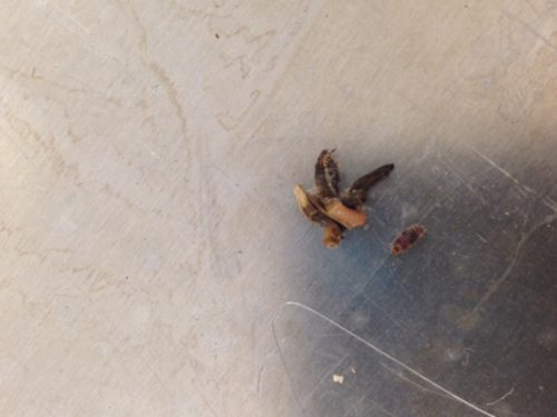 Our two larva. Emma's is the tiny brown one on the right, and Mikaela's is the pink one hanging out on a makeshift habitat of chaff.