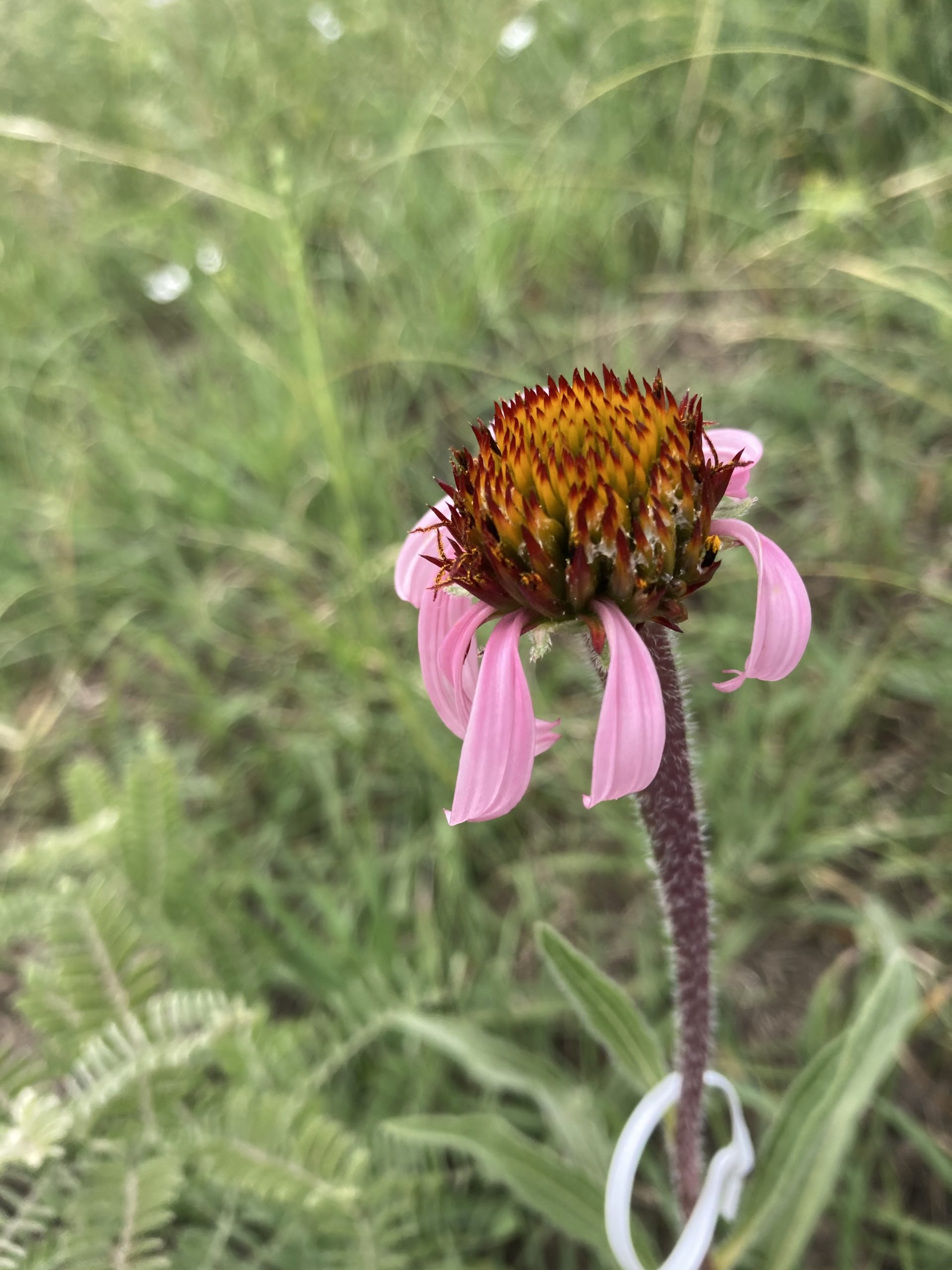 Insects On Heads At Landfill « The Echinacea Project