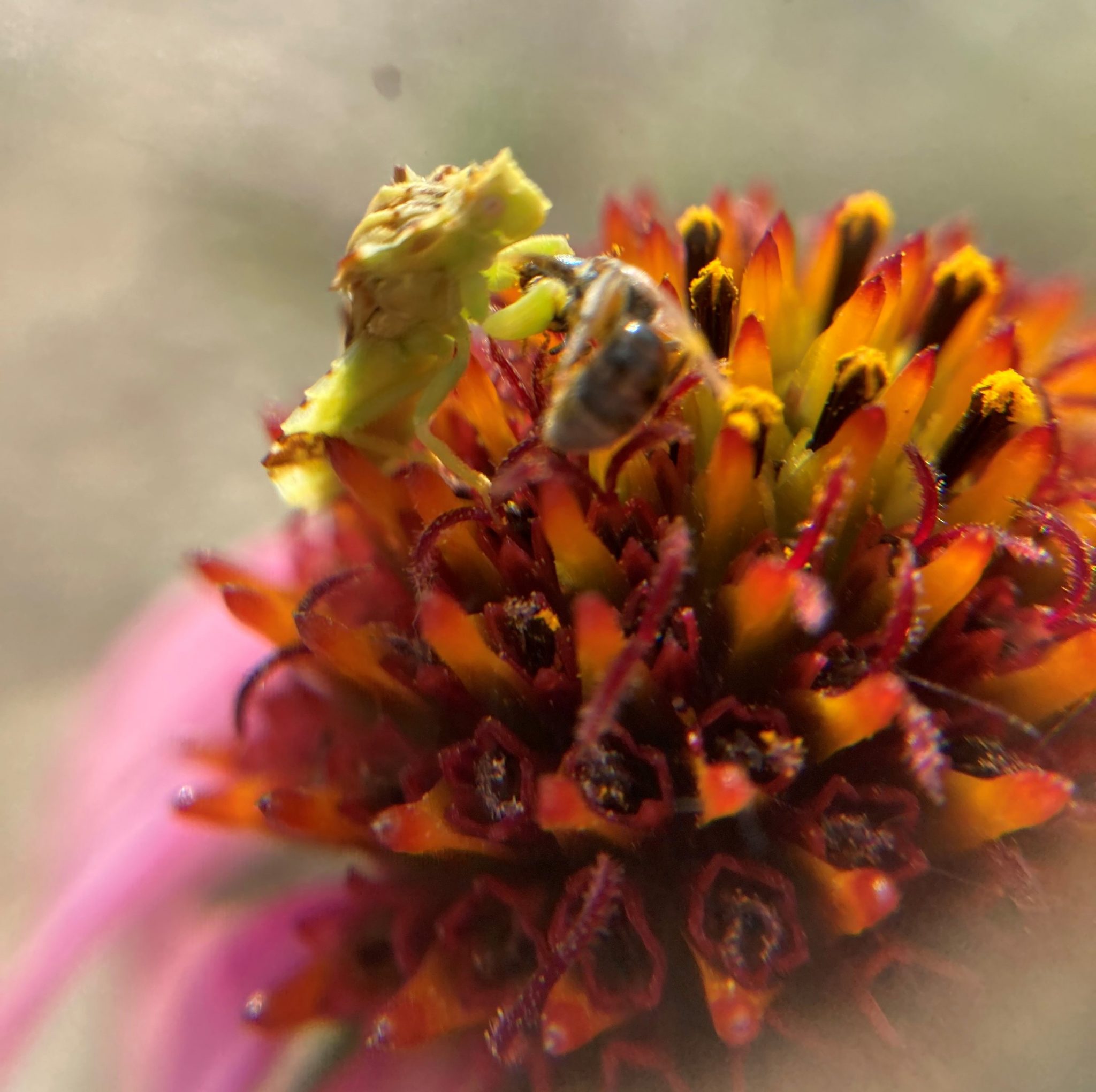 Insects on flowering heads « The Echinacea Project