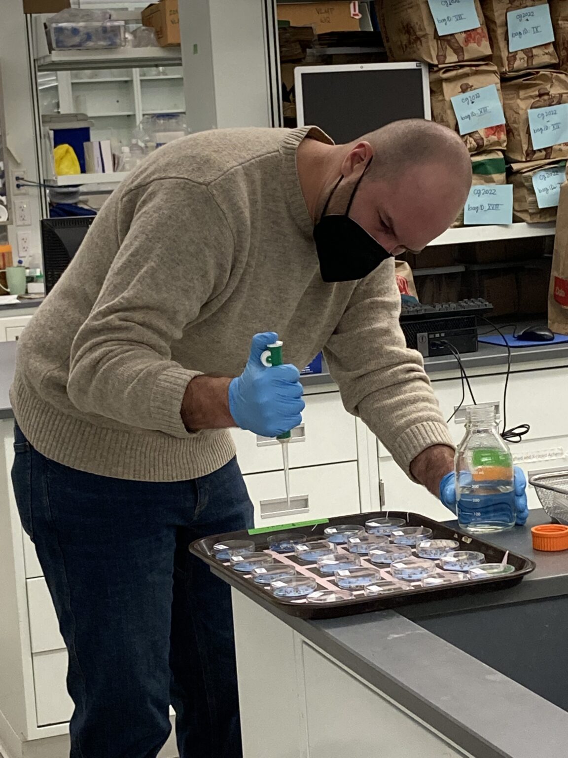 chickpea germination experiment