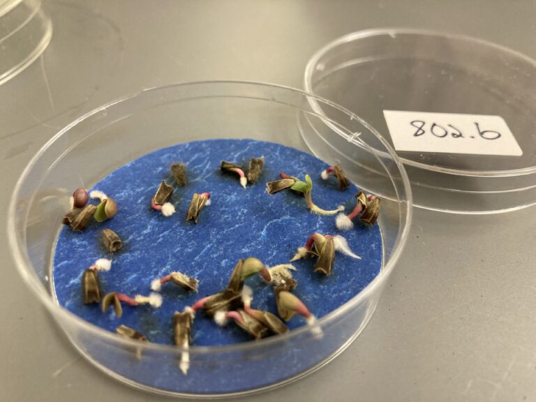 does freezing affect seed germination experiment