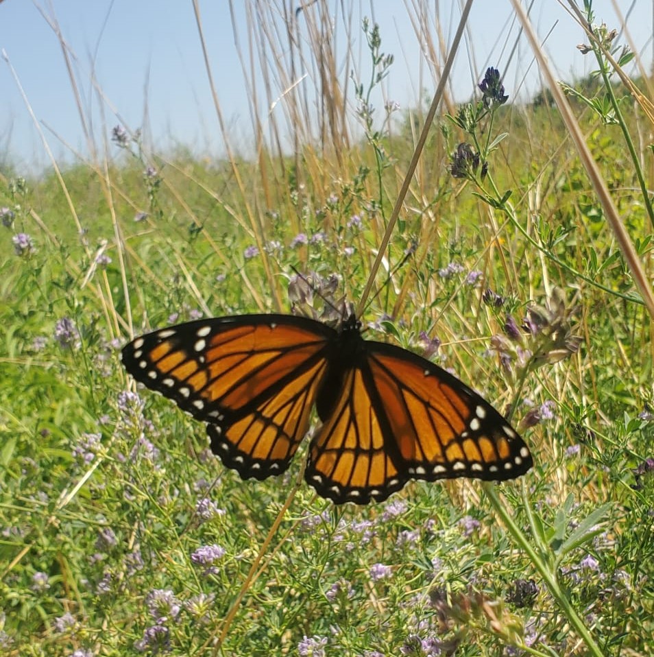 Monarch Butterfly Habitat — UIC Heritage Garden