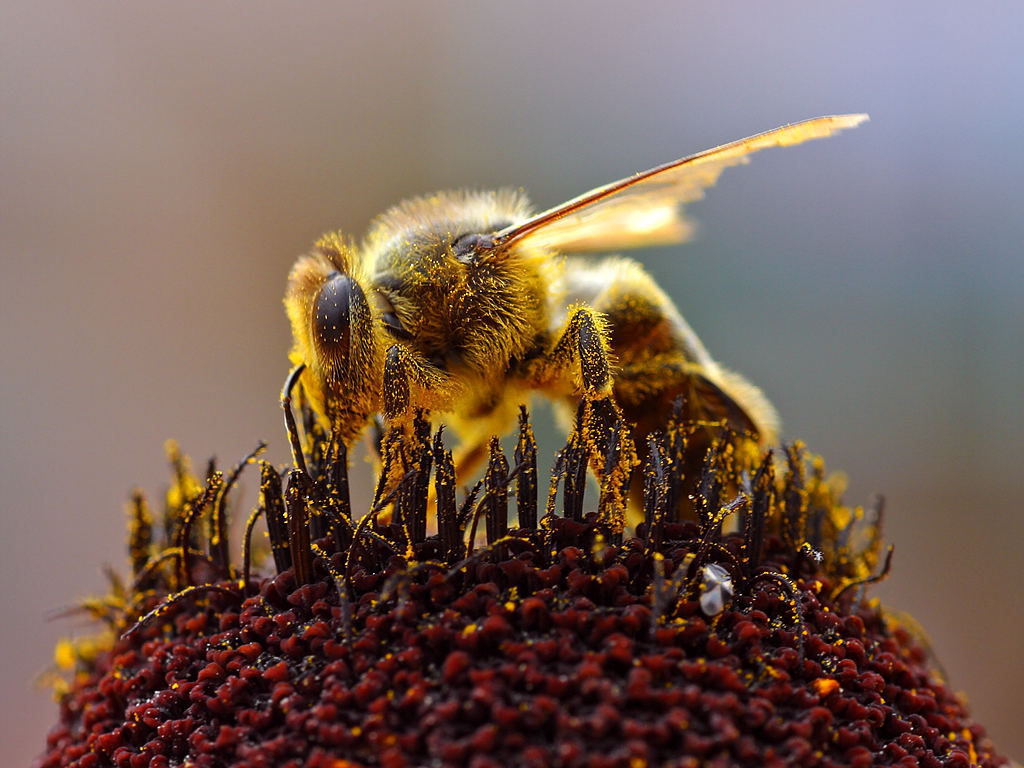 Bees_Collecting_Pollen_2004-08-14.jpg