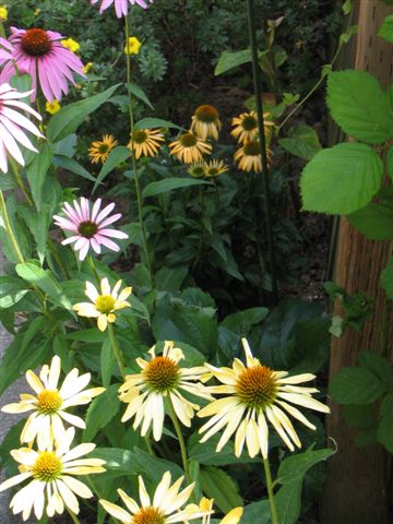 Echinacea garden 002.jpg
