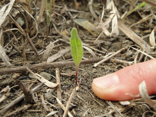 E. angustifolia seedling