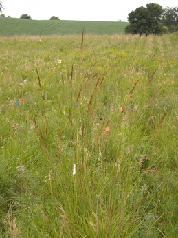 indiangrass2.JPG